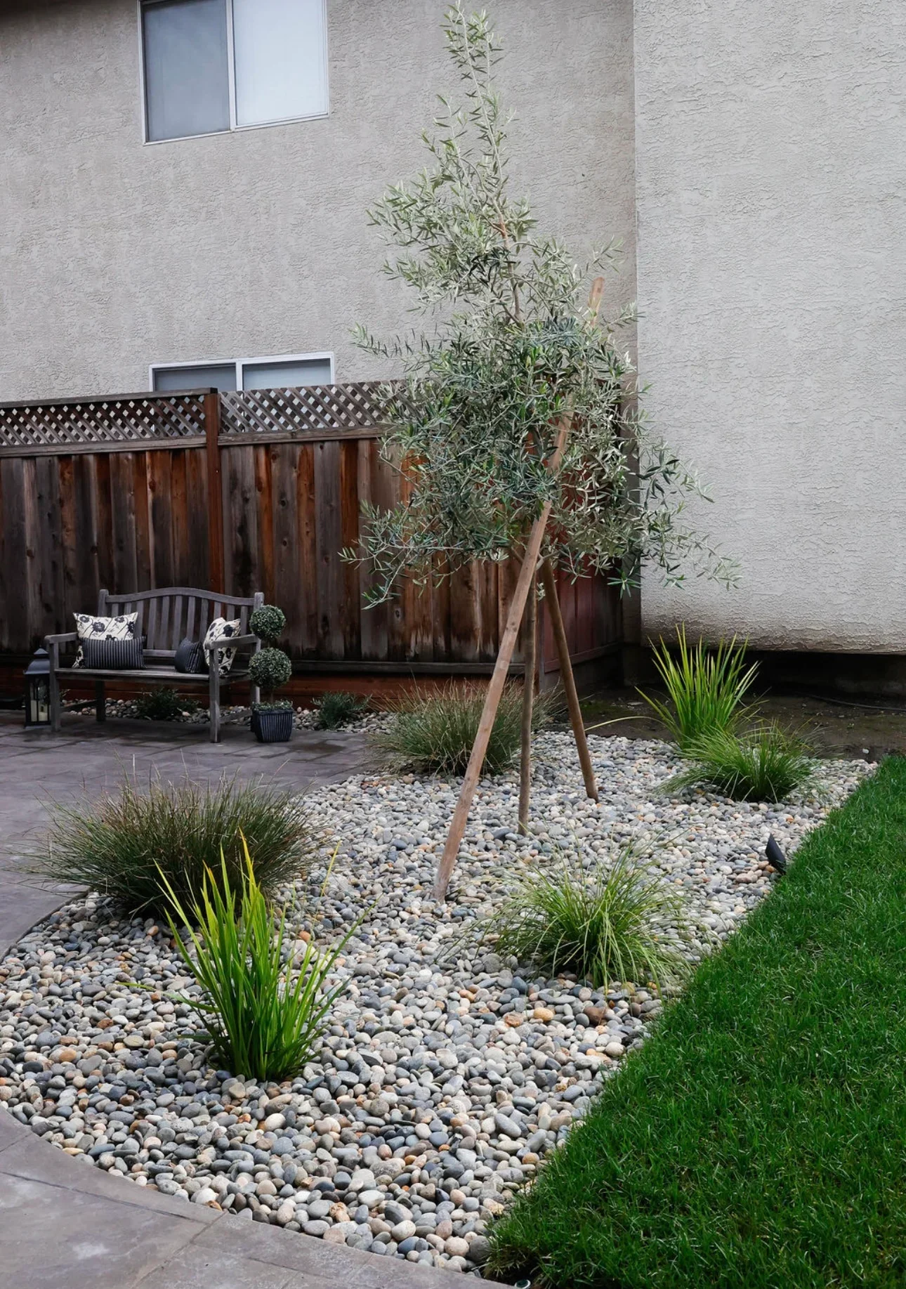 Contemporary backyard patio with river rock, olive tree, ornamental grasses, and wooden fence